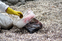 Rena Oil Spill Disaster, Tauranga, NZ