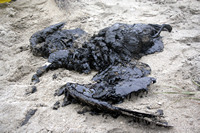 Rena Oil Spill Disaster, Tauranga, NZ