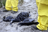 Rena Oil Spill Disaster, Tauranga, NZ