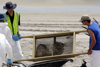 Rena Oil Spill Disaster, Tauranga, NZ