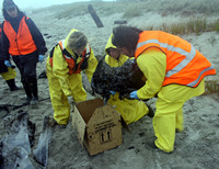 Rena Oil Spill Disaster, Tauranga, NZ
