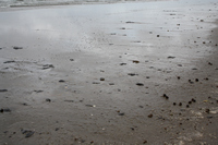 Rena Oil Spill Disaster, Tauranga, NZ