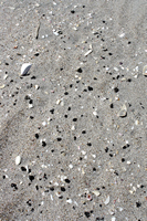 Rena Oil Spill Disaster, Tauranga, NZ