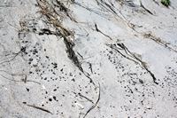 Rena Oil Spill Disaster, Tauranga, NZ