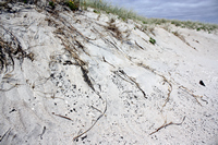 Rena Oil Spill Disaster, Tauranga, NZ