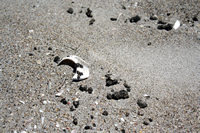 Rena Oil Spill Disaster, Tauranga, NZ