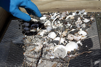 Rena Oil Spill Disaster, Tauranga, NZ
