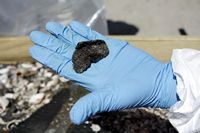 Rena Oil Spill Disaster, Tauranga, NZ