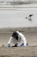 Rena Oil Spill Disaster, Tauranga, NZ