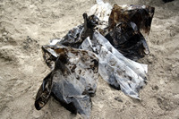 Rena Oil Spill Disaster, Tauranga, NZ