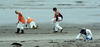 Rena Oil Spill Disaster, Tauranga, NZ