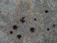 Rena Oil Spill Disaster, Tauranga, NZ