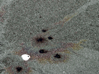 Rena Oil Spill Disaster, Tauranga, NZ