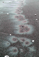 Rena Oil Spill Disaster, Tauranga, NZ
