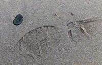 Rena Oil Spill Disaster, Tauranga, NZ