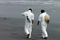 Rena Oil Spill Disaster, Tauranga, NZ