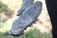 Rena Oil Spill Disaster, Tauranga, NZ