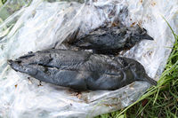 Rena Oil Spill Disaster, Tauranga, NZ