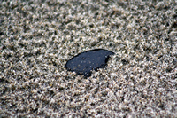 Rena Oil Spill Disaster, Tauranga, NZ