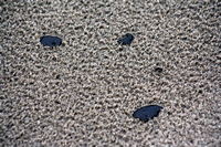 Rena Oil Spill Disaster, Tauranga, NZ
