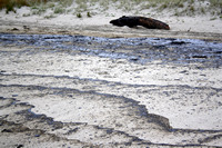 Rena Oil Spill Disaster, Tauranga, NZ
