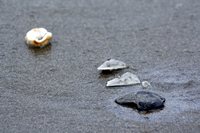 Rena Oil Spill Disaster, Tauranga, NZ