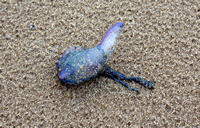 Rena Oil Spill Disaster, Tauranga, NZ