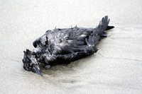 Rena Oil Spill Disaster, Tauranga, NZ