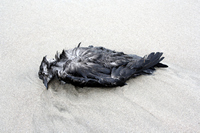 Rena Oil Spill Disaster, Tauranga, NZ