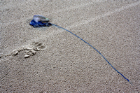 Rena Oil Spill Disaster, Tauranga, NZ