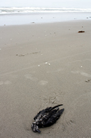 Rena Oil Spill Disaster, Tauranga, NZ