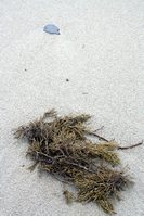 Rena Oil Spill Disaster, Tauranga, NZ