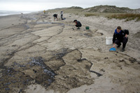 Rena Oil Spill Disaster, Tauranga, NZ