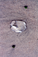 Rena Oil Spill Disaster, Tauranga, NZ