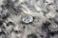 Rena Oil Spill Disaster, Tauranga, NZ
