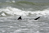 Rena Oil Spill Disaster, Tauranga, NZ