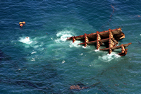 Rena Oil Spill Disaster, Tauranga, NZ