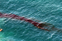 Rena Oil Spill Disaster, Tauranga, NZ