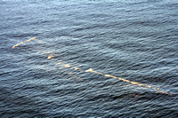Rena Oil Spill Disaster, Tauranga, NZ