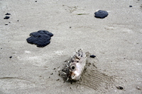 Rena Oil Spill Disaster, Tauranga, NZ