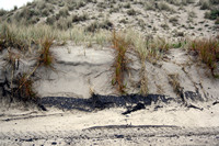Rena Oil Spill Disaster, Tauranga, NZ