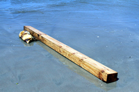 Rena Oil Spill Disaster, Tauranga, NZ