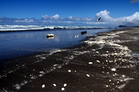 Rena Oil Spill Disaster, Tauranga, NZ