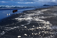Rena Oil Spill Disaster, Tauranga, NZ