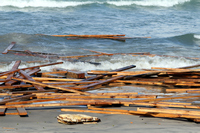 Rena Oil Spill Disaster, Tauranga, NZ