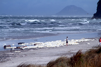 Rena Oil Spill Disaster, Tauranga, NZ