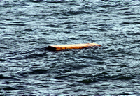 Rena Oil Spill Disaster, Tauranga, NZ
