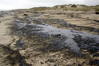Rena Oil Spill Disaster, Tauranga, NZ