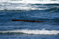 Rena Oil Spill Disaster, Tauranga, NZ
