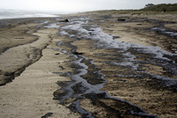 Rena Oil Spill Disaster, Tauranga, NZ